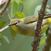 Cape White-eye